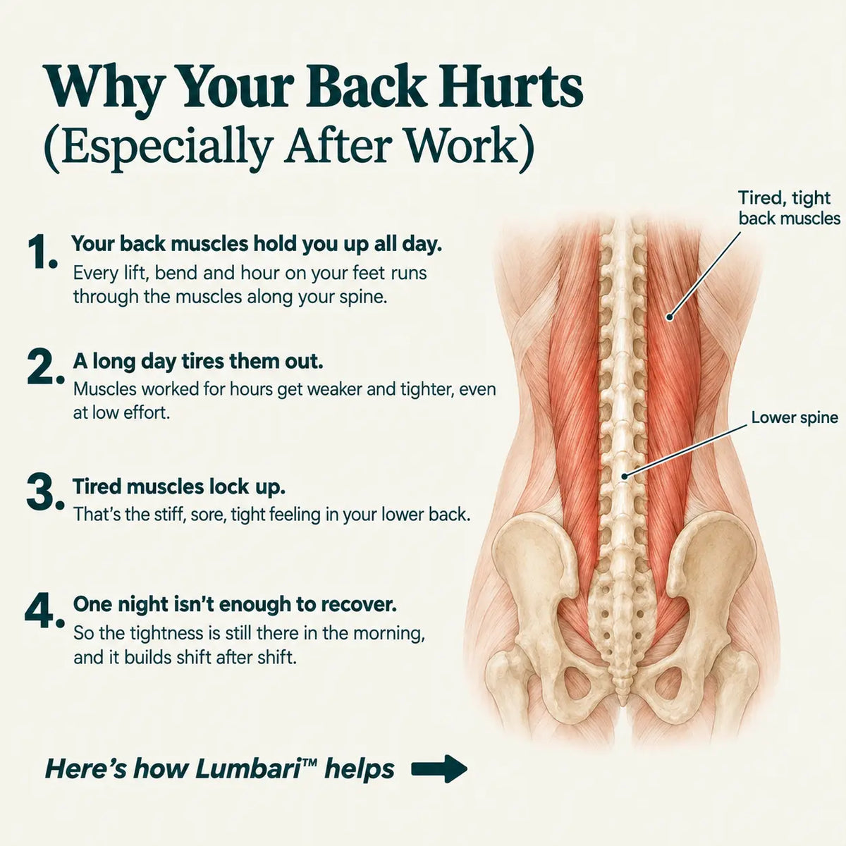 Lumbari™ Back Recovery Belt